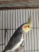 Cockatiel Male